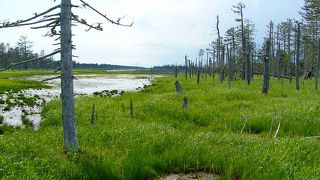 静かな湿地帯に木道が延びる