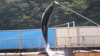 イルカとアシカのショーはみないと