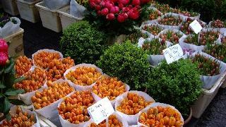 なんとマリファナが！