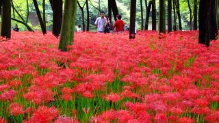 大地が燃えているような曼珠沙華の群生地