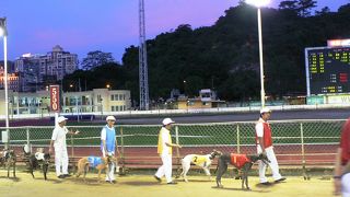 マカオのドッグレース場（２００８年６月）