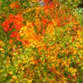 Ｈ２０年の紅葉