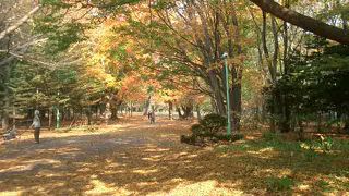 落ち葉を踏んですてきな散策　円山公園