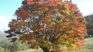 見事な大カエデ♪