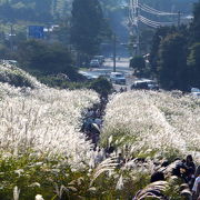 仙石高原のススキの原