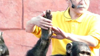チンパンジーのパピー＆ダイゴの学習発表会