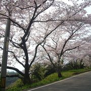 チェリーロード　島根半島・日本海と桜のドライブコース