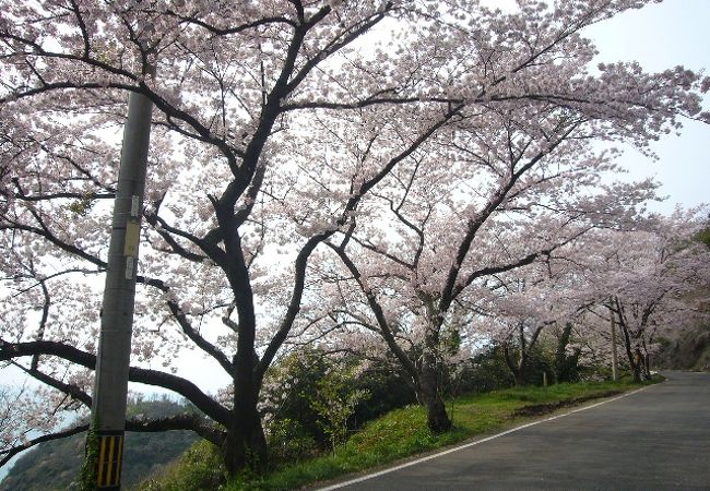 チェリーロード　島根半島・日本海と桜のドライブコース