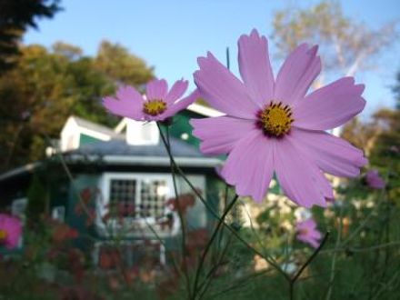 オーベルジュ　秋桜（こすもす） 写真