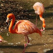 杭州動物園の一目