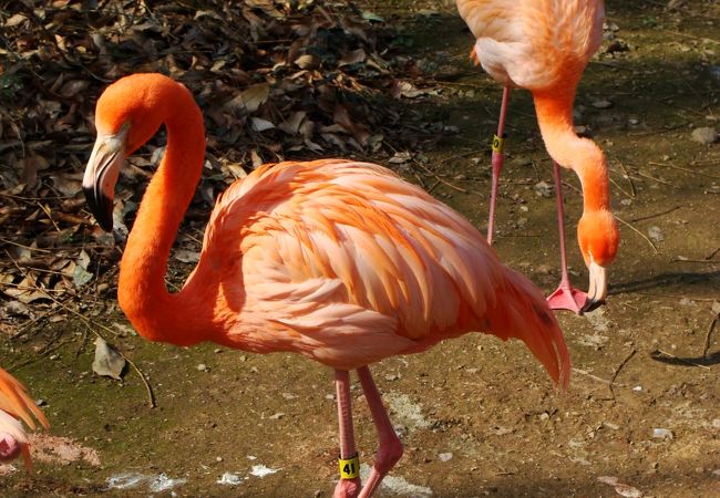 杭州動物園の一目