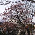 熱海さくら咲く！