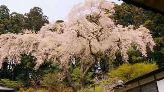 遊覧船の待ち時間には最適