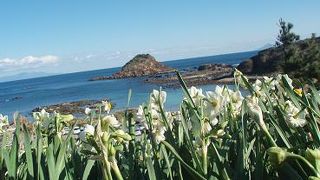 野水仙とアロエが咲き誇って綺麗です♪