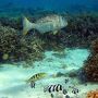 珊瑚礁に近くて魚種が豊富、家族連れシュノーケリングに最高！