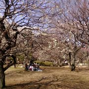 小金井公園うめまつり