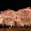 京都　醍醐寺　大枝垂れ桜のライトアップ