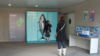 まぐろだけじゃないけど、まぐろの回遊が好き、葛西臨海水族園