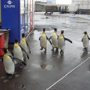 魚たちと触れ合える越前松島水族館