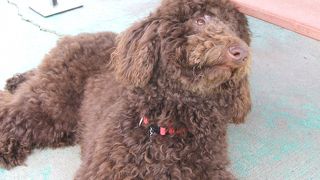 犬と触れ合えて楽しい!!