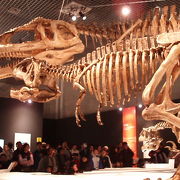 世界初公開、史上最大級の肉食恐竜マブサウルスの登場、国立科学博物館