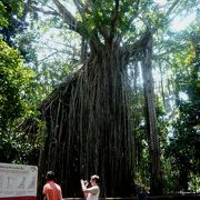 ◆カーテンフィグツリー♪(絞殺しの木)