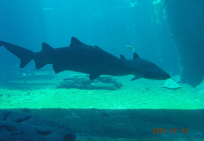 ダーバンの水族館