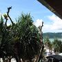 Patong Bay Garden ResortのAndaman Studioは1Fを