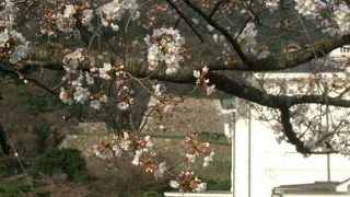 手ごろな花見ところは久松公園