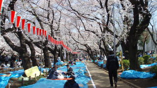 桜の宴会会場の場所とり事情，うえの桜まつりの巻