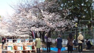 さくら祭りとは，うえの桜まつりの巻