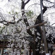 色々な種類の桜が見られます 『平野神社』