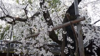 色々な種類の桜が見られます 『平野神社』