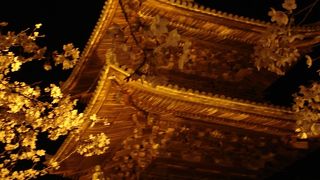 黄金色の桜　三井寺ライトアップ