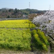 『観音寺』◆春には桜と菜の花のコラボが楽しめます