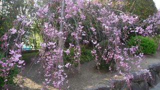 参道に咲くミニ枝垂れ桜が素敵！