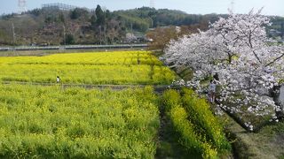 『観音寺』◆春には桜と菜の花のコラボが楽しめます