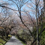 さくらの名所100選 『三多気の桜』