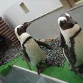ペンギンのいるレストラン♪