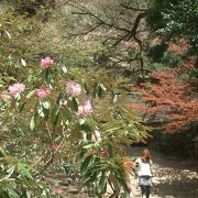 室生寺のシャクナゲが咲き始めました