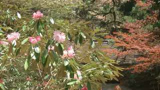 室生寺のシャクナゲが咲き始めました