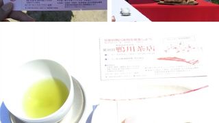 年に２日間だけ開催する鴨川茶店　～青空の下で桜を見ながらお茶を～
