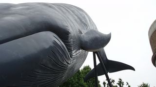 帰りに出会うシロナガスクジラの実物大模型はいかが、国立科学博物館