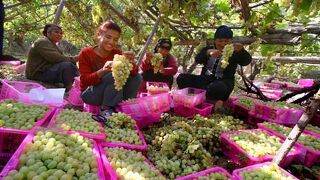 新疆ウイグル自治区南彊の葡萄園