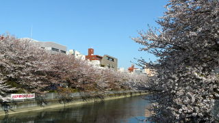 深川の桜
