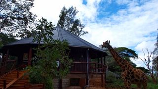 ケニアでキリンに大接近出来る♪