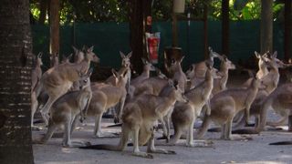 カンガルーのお出迎えがあるかも「ケアンズ・トロピカル＆ナイトズー」