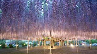 絶対おすすめ！