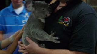 コアラと記念撮影＄１５