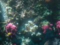 シーサイドとらや 写真